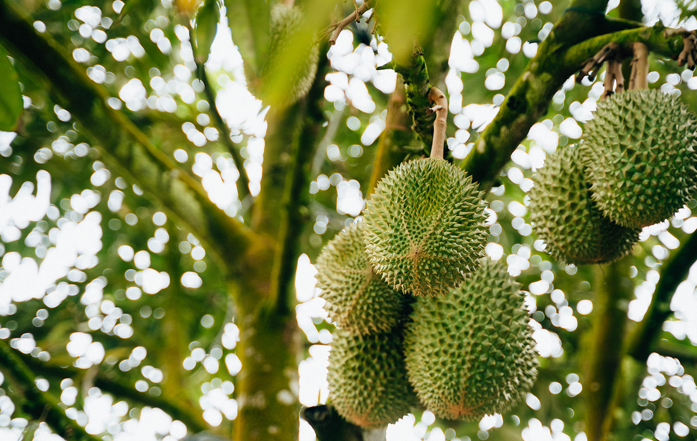 durian_01