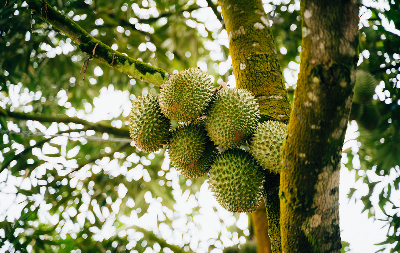 durian_02