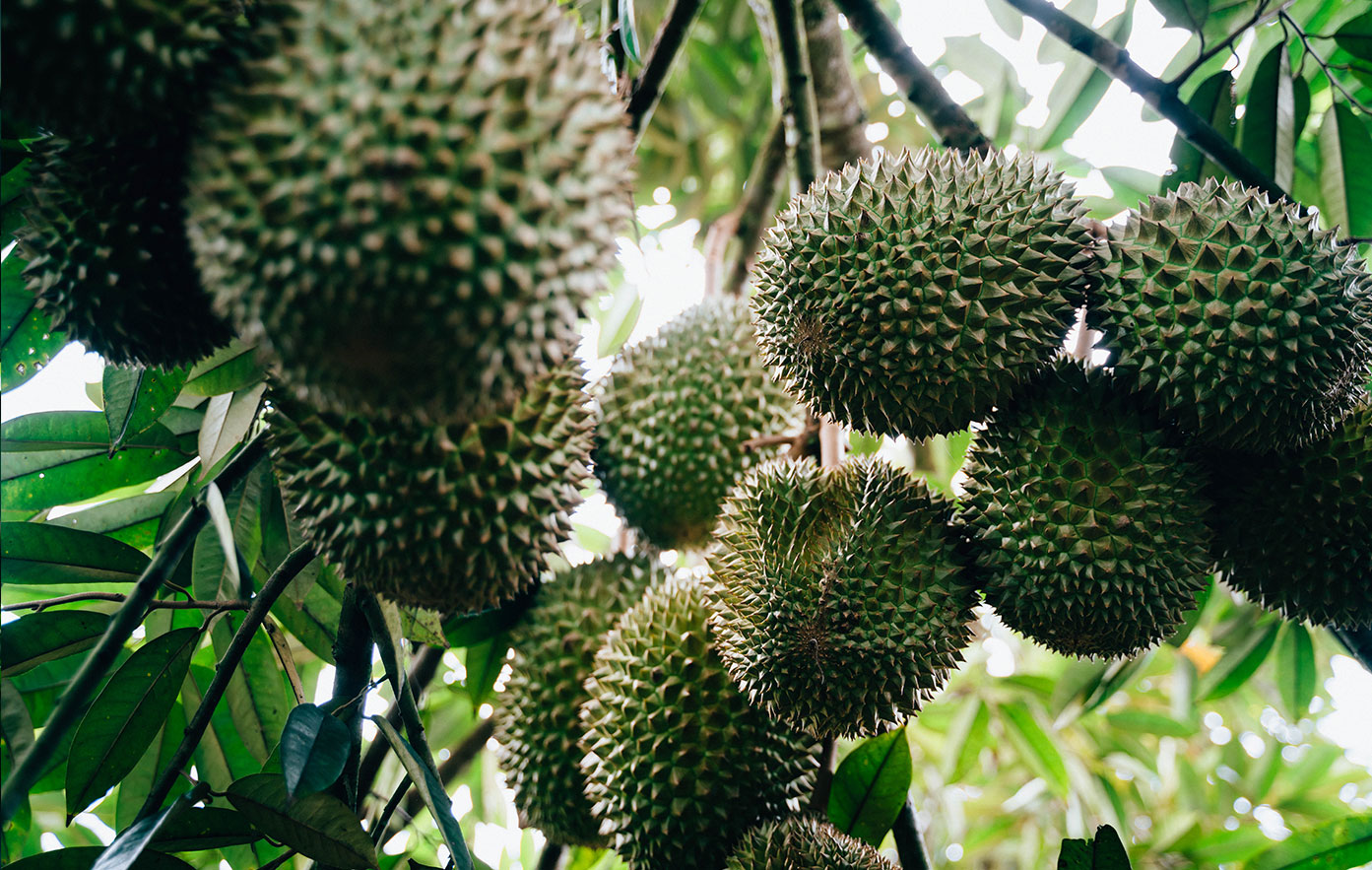 durian_06