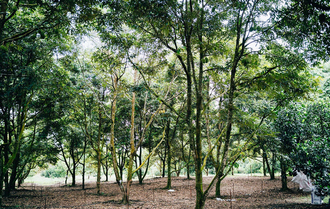 500 acres of durian farm in Tenggara Food in JB.